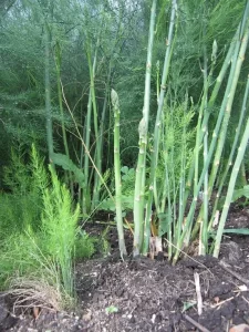 نحوه کشت و پرورش مارچوبه 1 1Asparagus