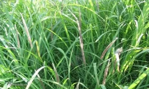 علف های هرز مهم باغات مرکبات- بخش اول 4 Cogon grass 3