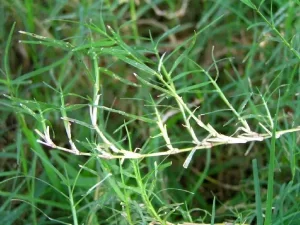 علف های هرز مهم باغات مرکبات- بخش اول 3 Cynodon dactylon1 1