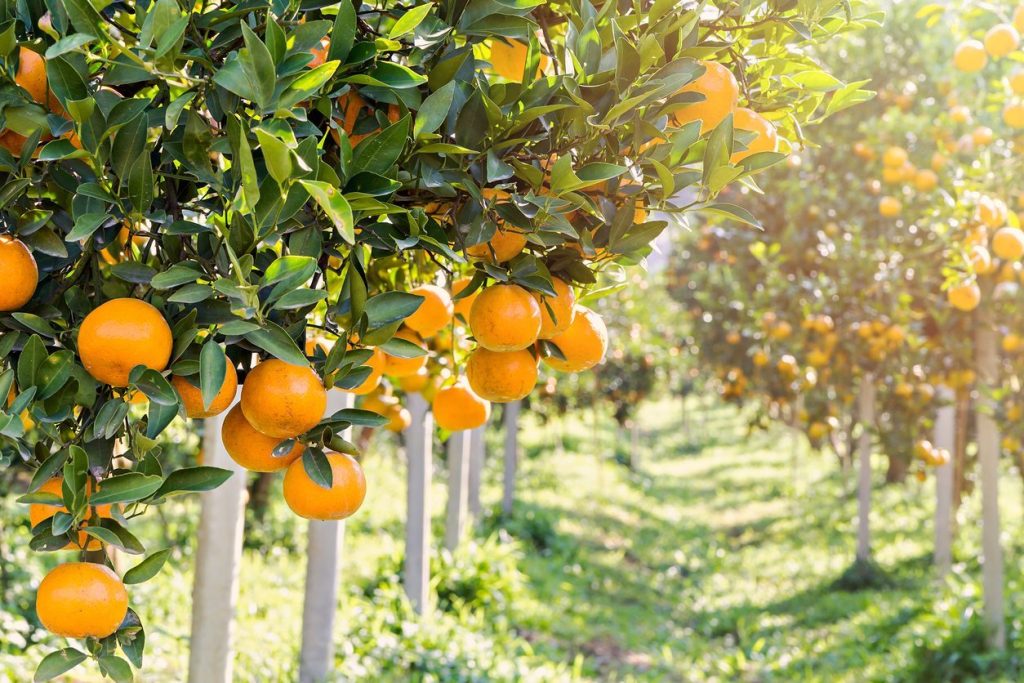 ویژگی های نهال مرغوب مرکبات