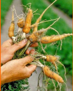 بیماریهای مهم هویج 1 Picture1 1