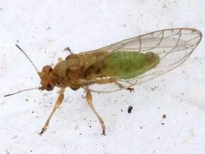 آفات مهم هویج 10 Picture11