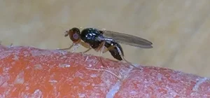 آفات مهم هویج 12 Picture13