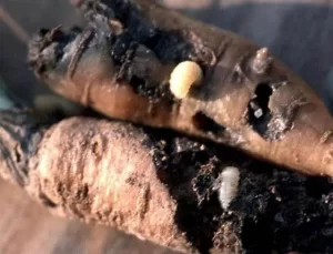 آفات مهم هویج 14 Picture15