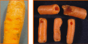 بیماریهای مهم هویج 2 Picture2