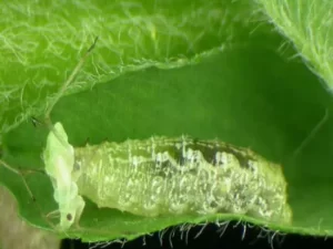 آفات مهم هویج 4 Picture5