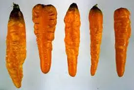 آفات مهم هویج 8 Picture9