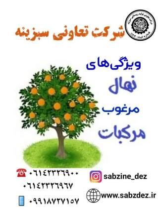 ویژگی های نهال مرغوب مرکبات