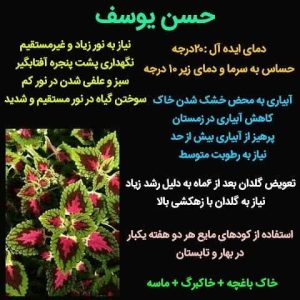 photo5337586162