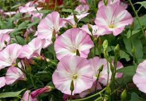علف های هرز مهم باغات مرکبات- بخش اول 1 place of growth convolvulus arvensis 1