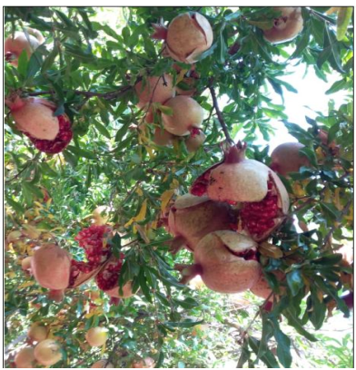 ترکیدگی میوه انار و کاهش آن