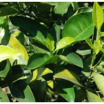 کمبود عناصر غذایی درختان میوه