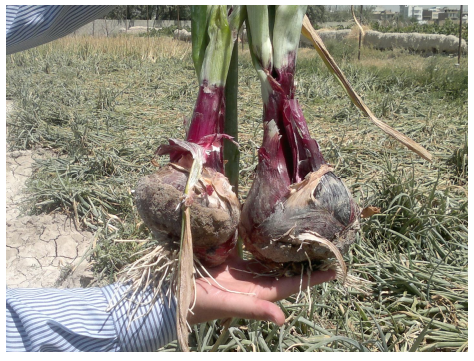 نیتروژن زیاد و بزرگ شدن غده پیاز