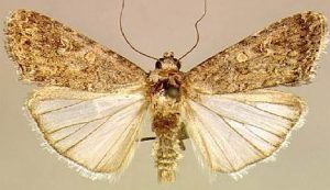 Caradrina exigua e1696763831914