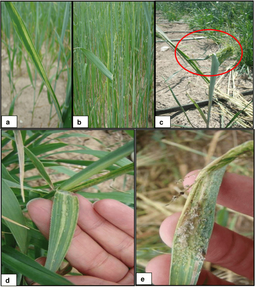شته روسی گندم 2 Damage symptoms and different populations densities of Diuraphis noxia a b d