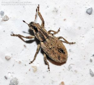 Sitona discoideus 466044