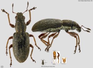 Sitona lividipes lividipes 2200