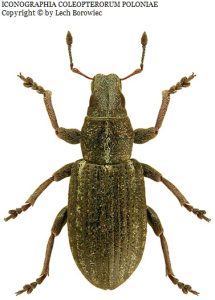 Sitona cylindricollis Borowiec L 1046755 20150209004537 Sitona cylindricollis ov