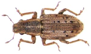 Sitona macularius Marsham 1802 3397920709