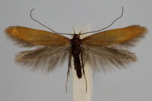 Syringopais temperatella m
