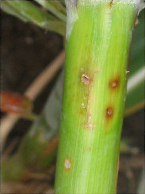 زنبور ساقه خوار گندم 2 bore hole