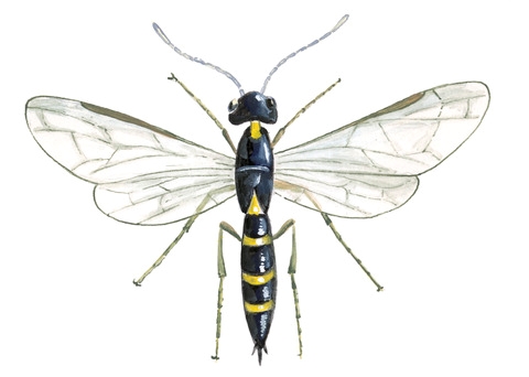 زنبور ساقه خوار گندم 1 cephus pygmaeus el p 1