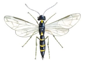 cephus pygmaeus el p