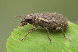 سرخرطومی ریشه یونجه