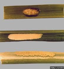 کرم ساقه خوار نواری برنج 2 images 3