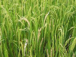 کرم ساقه خوار نواری برنج 4 images 5