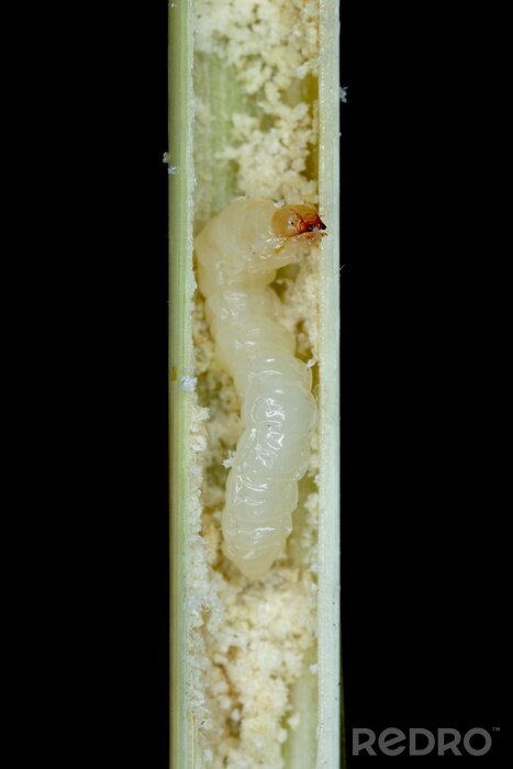 زنبور ساقه خوار گندم 3 larva of stem borer sawfly cephus pygmaeus cephidae and damaged stalk of cereals it is a important pest of cereals 700 234243406