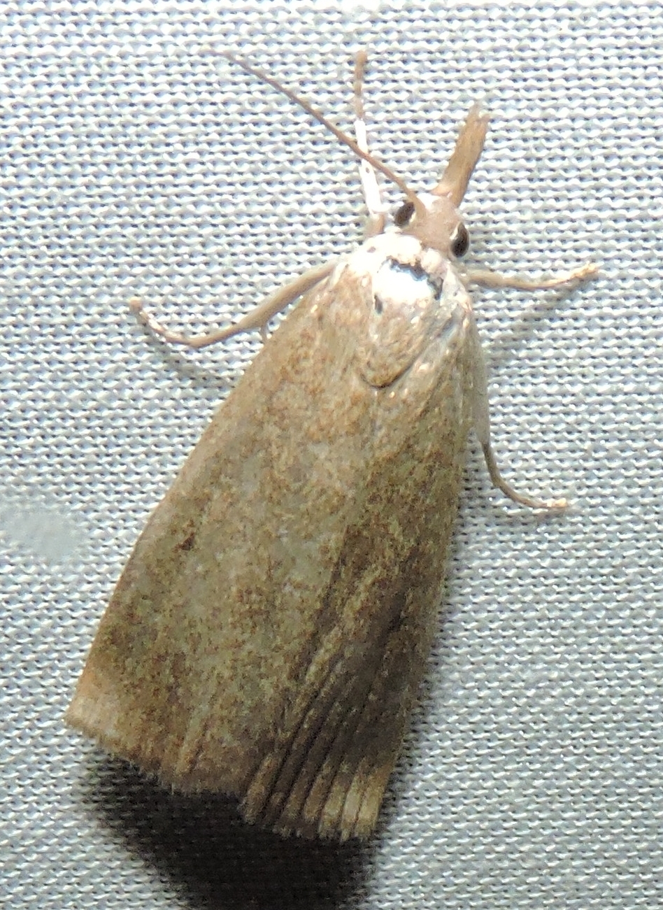 کرم ساقه خوار نواری برنج 1 original