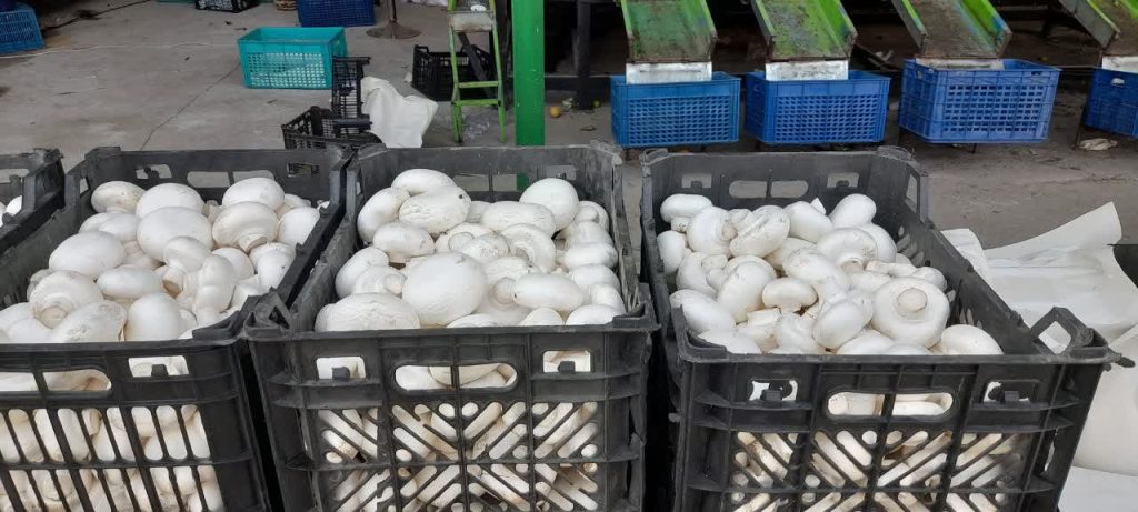 سورت و بسته بندی قارچ خوراکی شرکت سبزینه