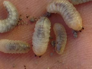 weevil larvae