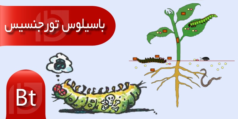 باکتری باسیلوس BT