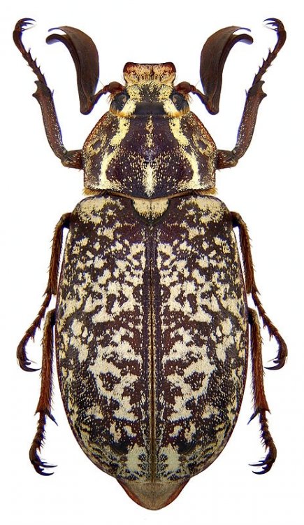 کرم سفید ریشه طرز خسارت و راهکار کنترل 1 318451