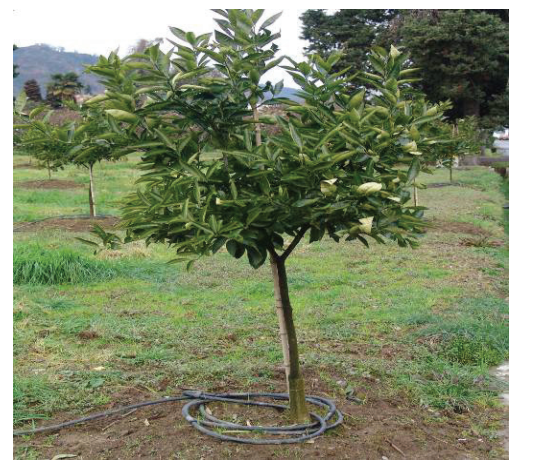 اصول هرس باغات مرکبات 1 5