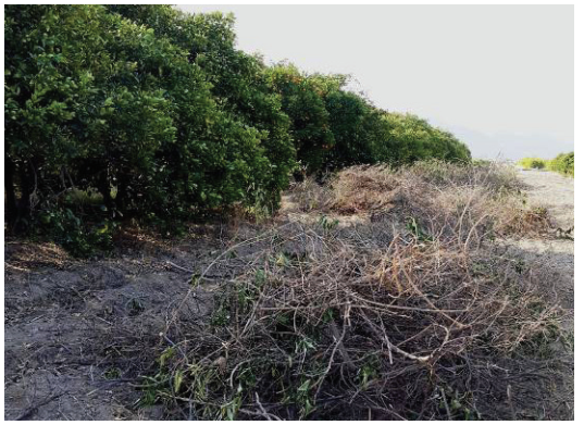 اصول هرس باغات مرکبات 2 69