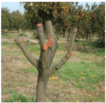 اصول هرس باغات مرکبات 3 85