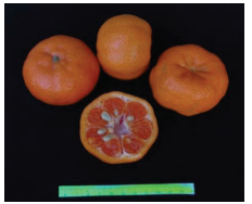 کلیاتی در مورد مرکبات 10 89