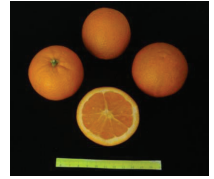 کلیاتی در مورد مرکبات 7 C2apture