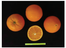 کلیاتی در مورد مرکبات 3 Capture