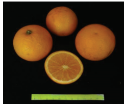 کلیاتی در مورد مرکبات 4 Capture1