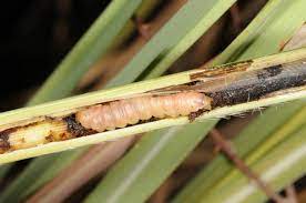 کرم ساقه خوار ذرت Sesamia cretica 2 download