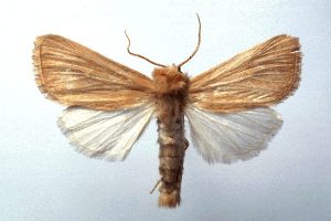 کرم ساقه خوار ذرت Sesamia cretica 1 l4