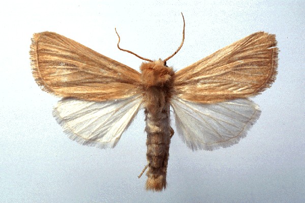 کرم ساقه خوار ذرت Sesamia cretica
