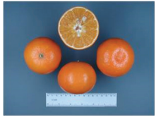 کلیاتی در مورد مرکبات 15 اورلاندو