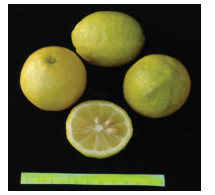 کلیاتی در مورد مرکبات 20 اورکا