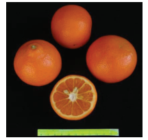 کلیاتی در مورد مرکبات 14 تانجل