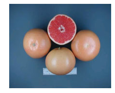 کلیاتی در مورد مرکبات 22 روبی